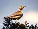 Orange Throated Longclaw