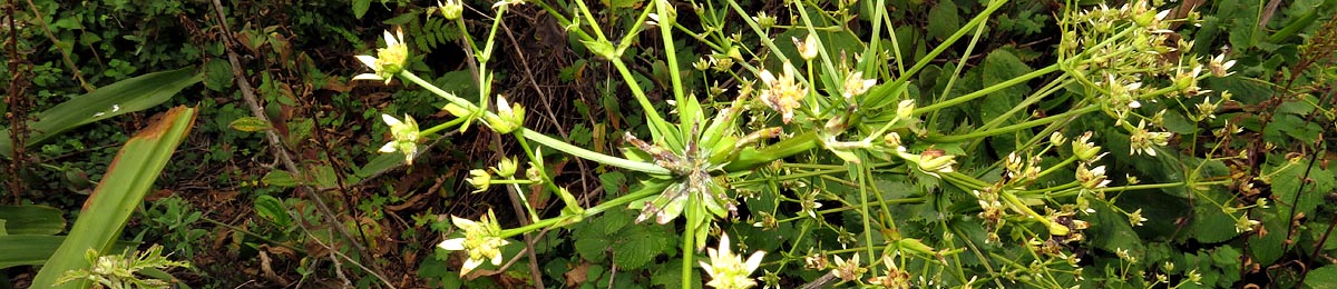 Alepidea cordifolia