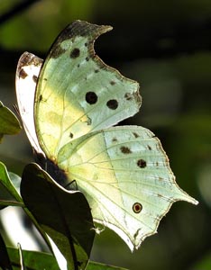 Butterfly: Mother-of-Pearl