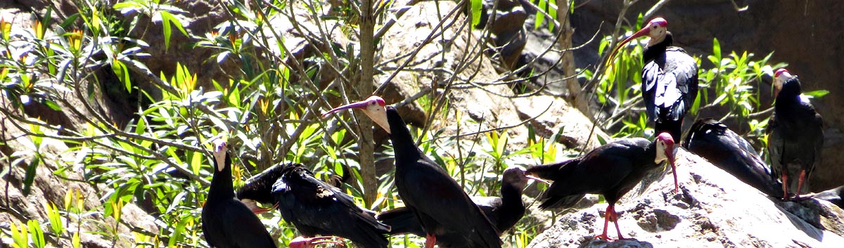 Bald Ibis, Mantenga Nature Reserve