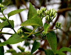 Chromolaena odorata