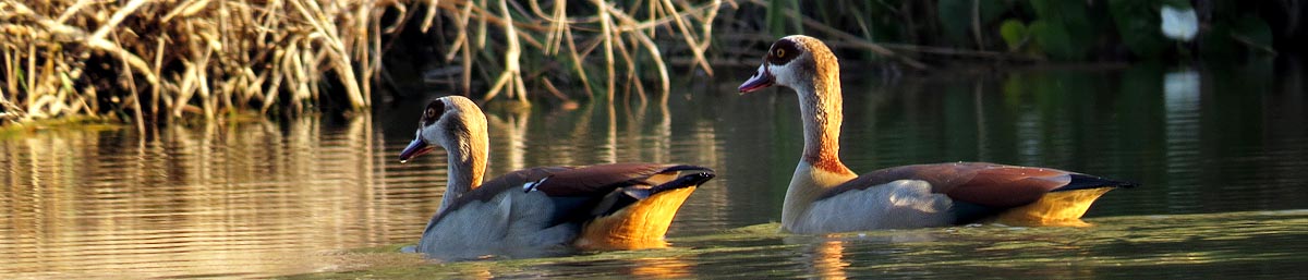 Egyptian Geese