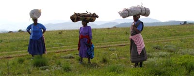 Collecting grass for weaving