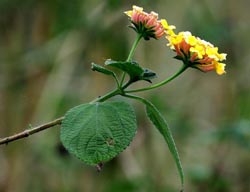 Lantana camara