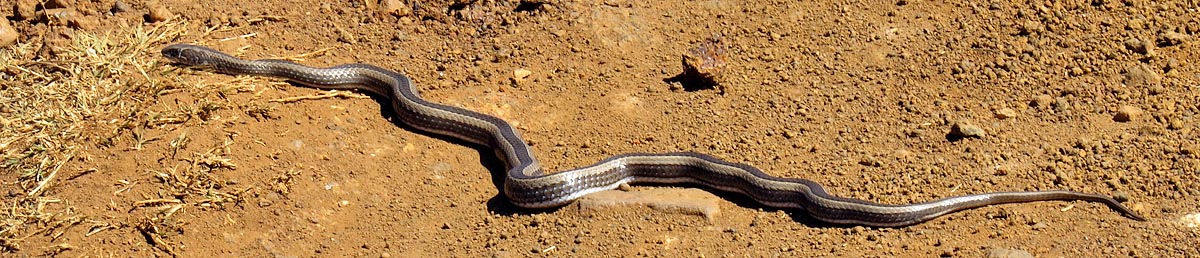 Crossmarked Grass Snake, Malolotja
