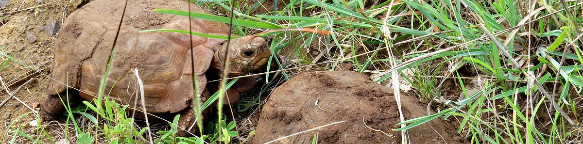 Natal Hinged Tortoise, Mlawula