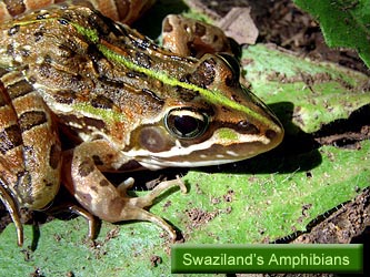 Swaziland's Amphibians