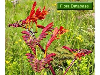 Flora Database