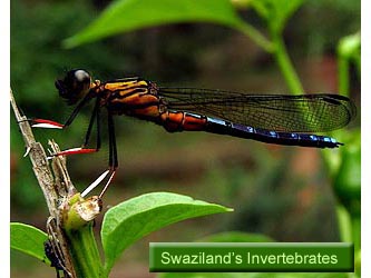 Swaziland's Invertebrates