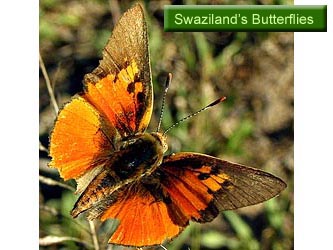 Swaziland's Butterflies