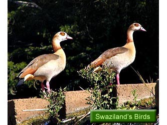 Swaziland's Birds