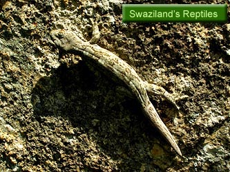 Swaziland's Reptiles