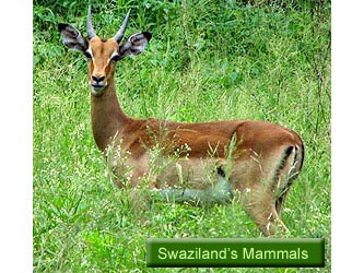 Swaziland's Mammals