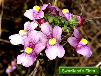 Swaziland's Flora