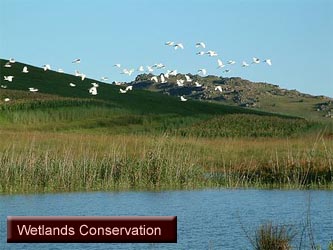 Wetlands Conservation