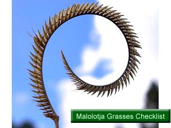 Malolotja Grasses