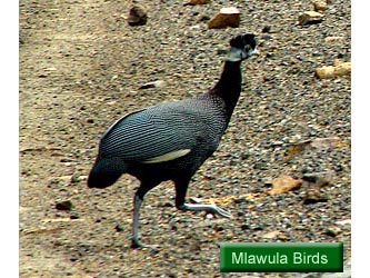 Mlawula Birds