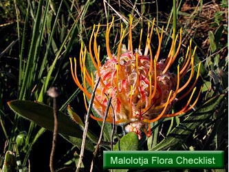 Malolotja Flora