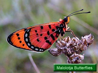 Malolotja Butterflies