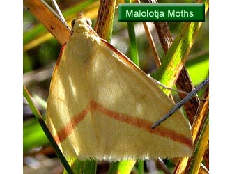 Malolotja Moths