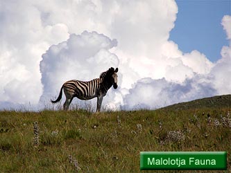 Malolotja Fauna