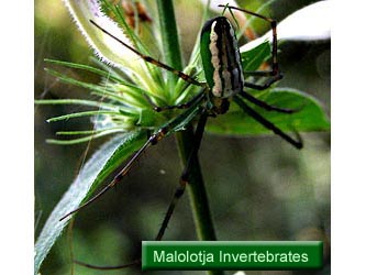 Malolotja Invertebrates