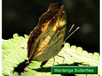 Mantenga Butterflies