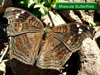 Mlawula Butterflies