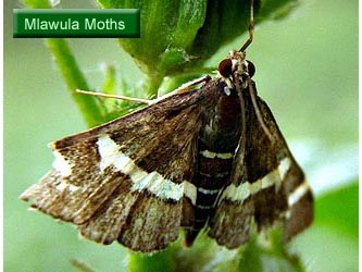 Mlawula Moths