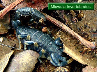 Mlawula Invertebrates