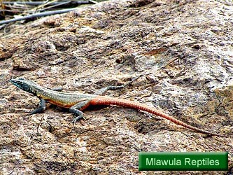 Mlawula Reptiles Checklist