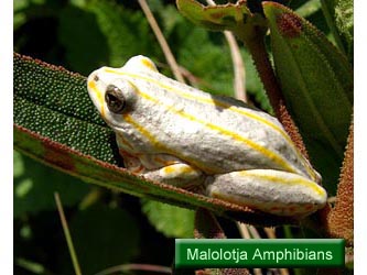 Malolotja Amphibians