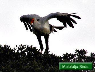 Malolotja Birds