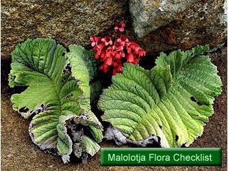 Malolotja Flora Checklist