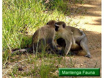 Mantenga Fauna