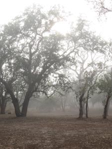 Early morning mist, Siphiso Campsite