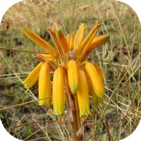 Aloe chortolirioides