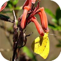 Aloe keithii and African migrant butterfly