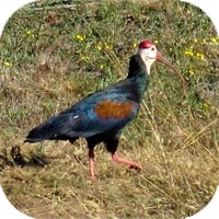 Bald Ibis