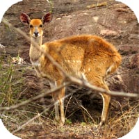 Bushbuck