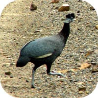 Crested guineafowl