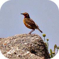 Orange throated longclaw