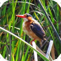 Malachite Kingfisher, Malolotja