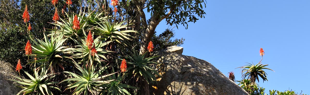 Aloes at the picnic site, Malolotja