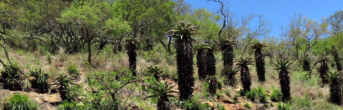 Aloe marlothii, Mlawula