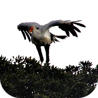 Secretary Bird