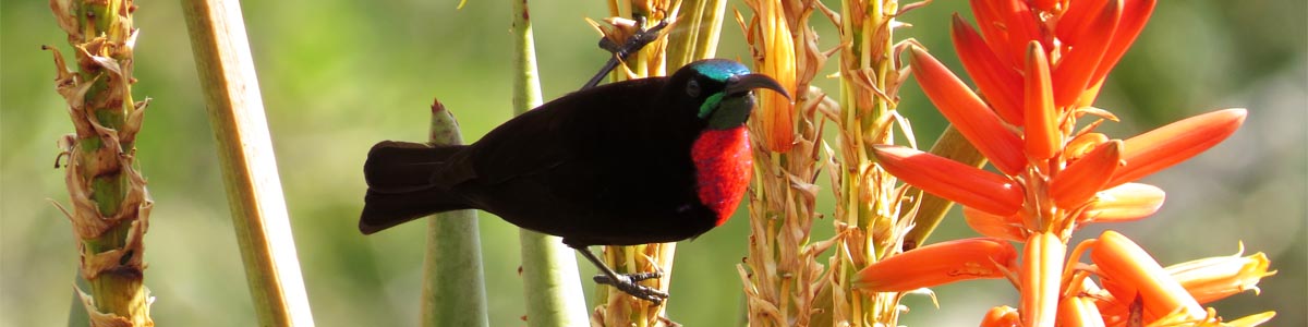 Sunbird and Aloe, Mlawula Nature Reserve