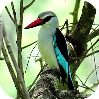 Woodland kingfisher